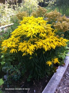 Solidago 'Crown of Rays' 